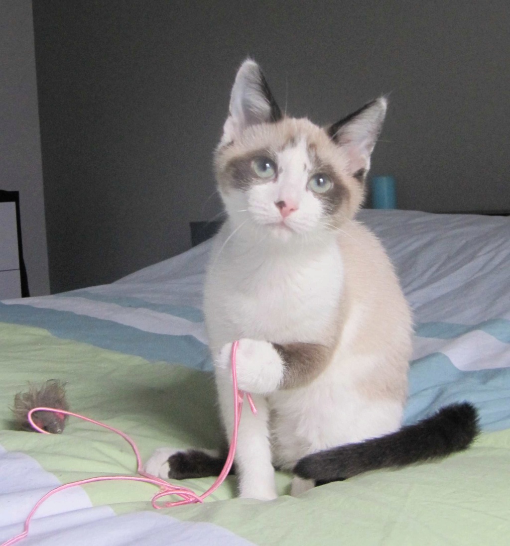 LISA, chatte croisée siamoise, née en septembre 2015 Lisa_410