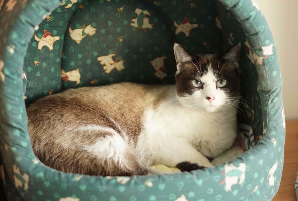 LISA, chatte croisée siamoise, née en septembre 2015 Lisa_p15