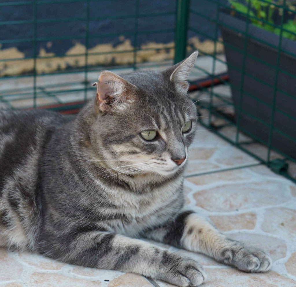 NILS, MALE GRIS BRUN TABBY,FIV+,né en 2013/2015.                   Nils_211