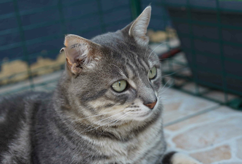 NILS, MALE GRIS BRUN TABBY,FIV+,né en 2013/2015.                   Nils_311