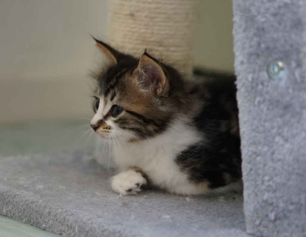 OLAN, chaton européen brown tabby et blanc, poils mi-longs, né le 15/04/18 Olan_510