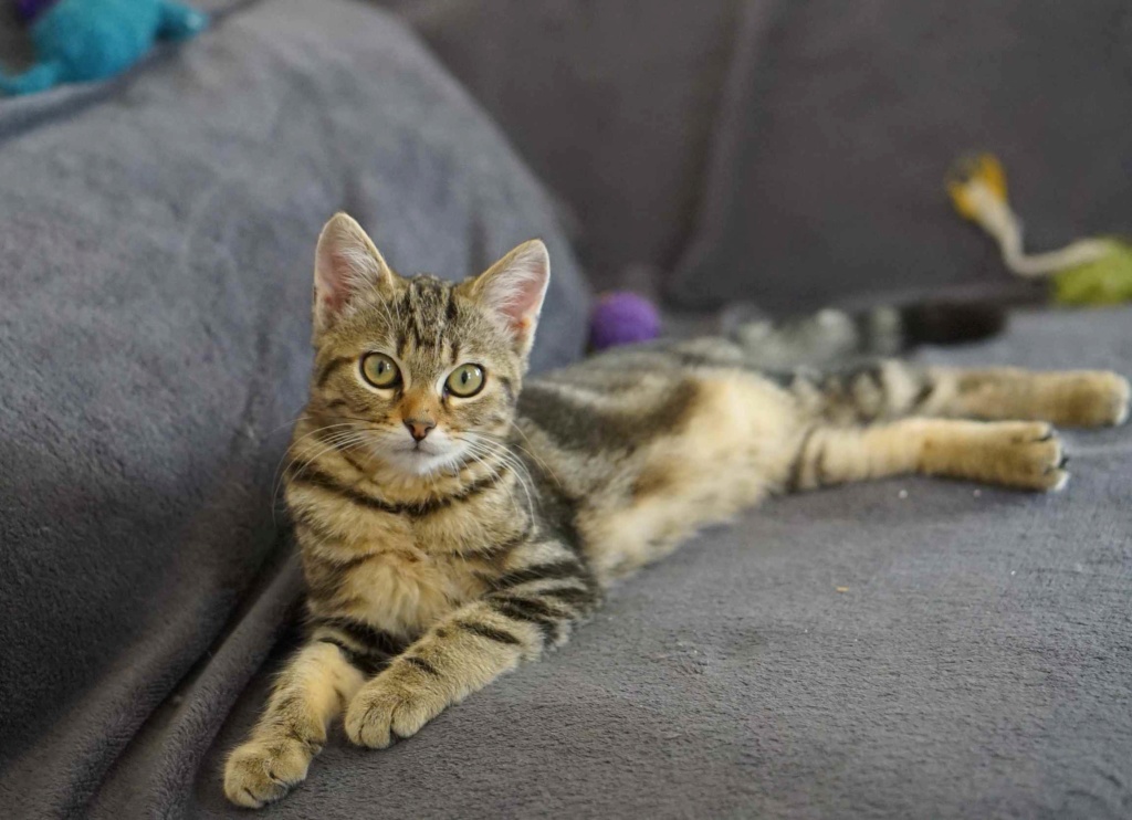 OLIX, chaton européen marron tabby, né le 29/05/18 Olix_112