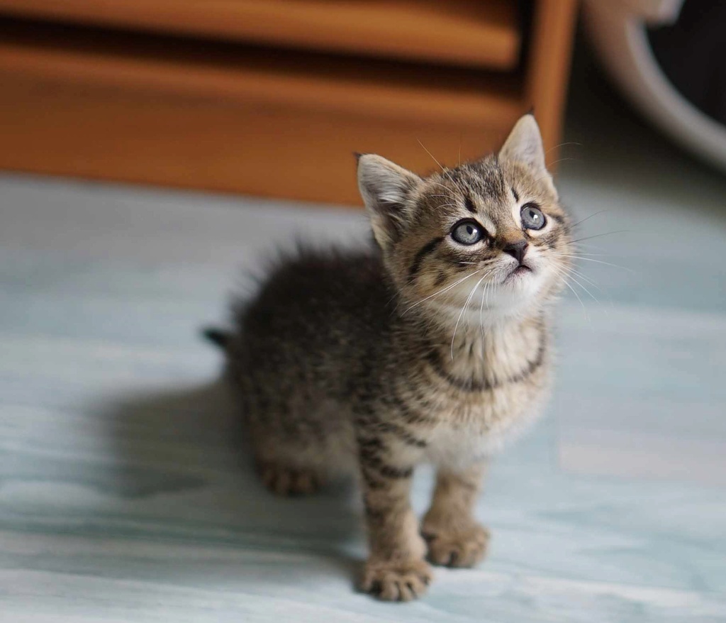 ORFEO, chaton européen brown tabby, né le 20/04/18 Orfeo_11