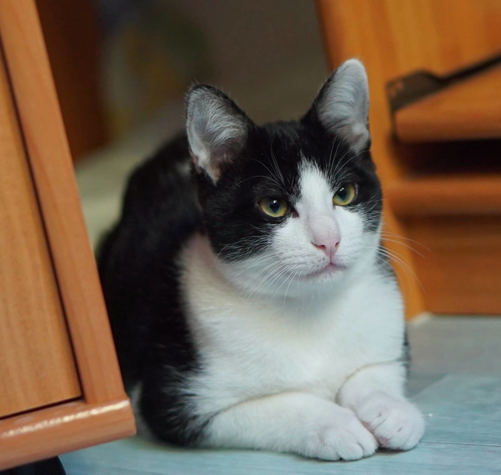OSTIMOU, chaton européen noir&blanc, né le 17/05/18 Ostimo15