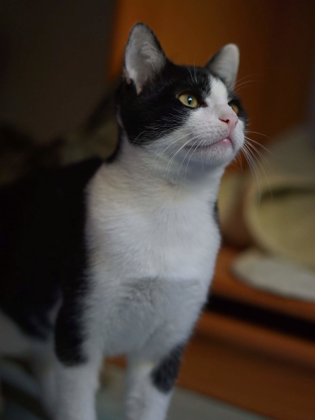OSTIMOU, chaton européen noir&blanc, né le 17/05/18 Ostimo16