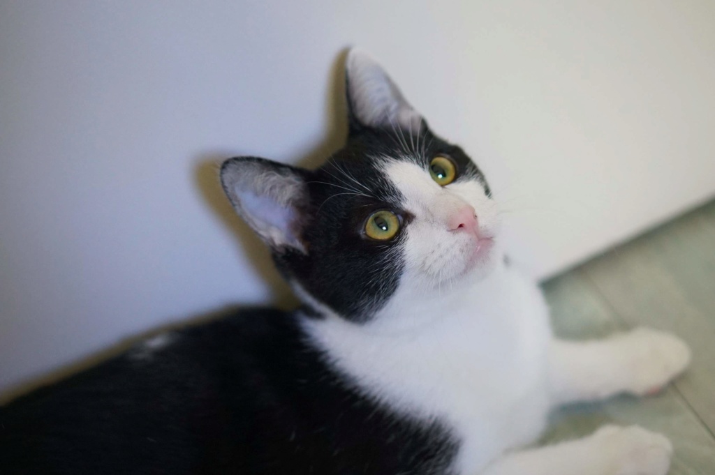 OSTIMOU, chaton européen noir&blanc, né le 17/05/18 Ostimo19