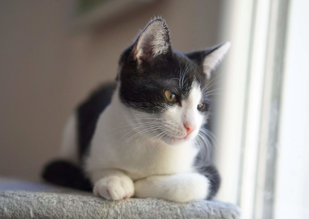 OSTIMOU, chaton européen noir&blanc, né le 17/05/18 Ostimo20