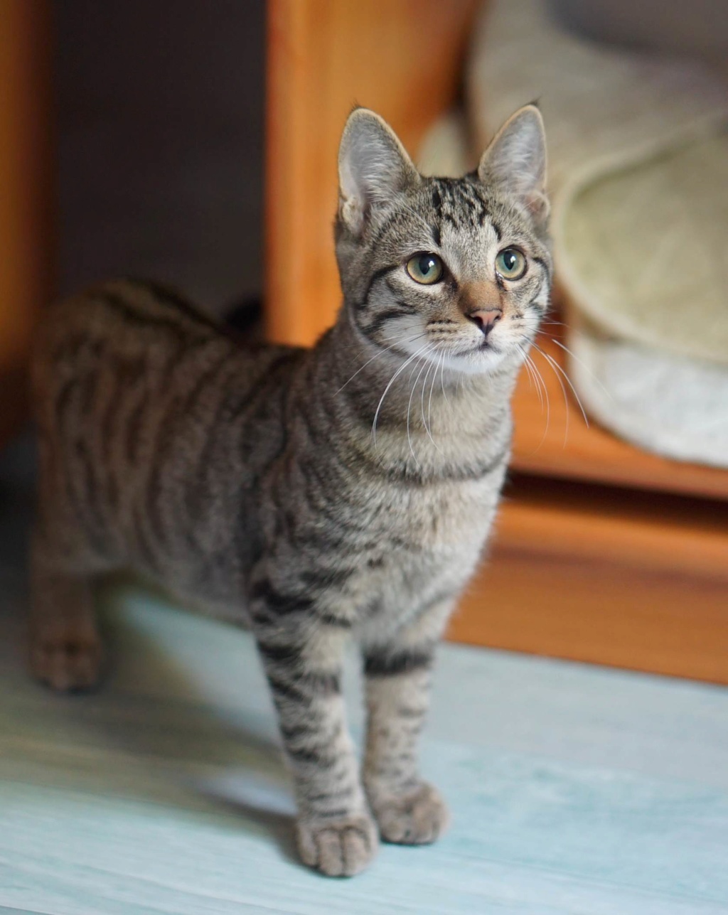 OTAKIM, chaton européen marron tabby, né le 17/05/18 Otakim18