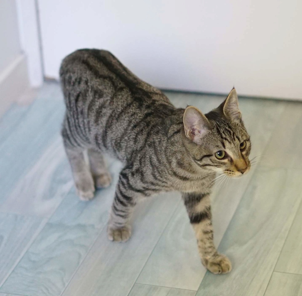 OTAKIM, chaton européen marron tabby, né le 17/05/18 Otakim24