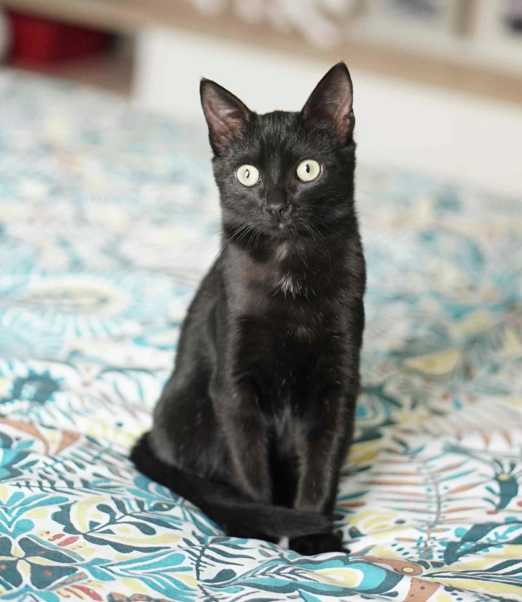 PEPILLO, chaton européen, robe noire, né le 01/08/19 Pepill12