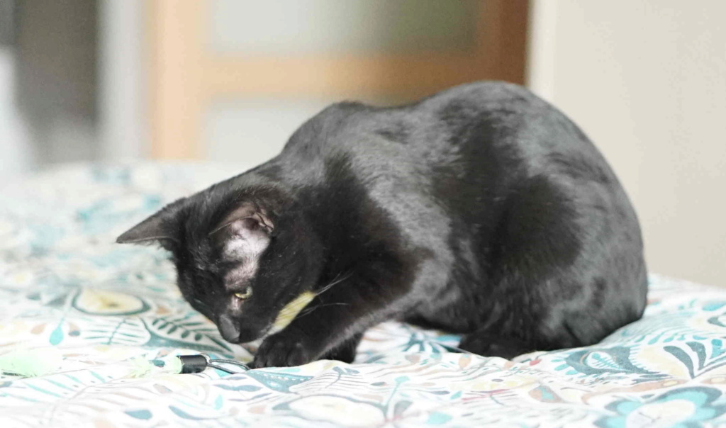 PEPILLO, chaton européen, robe noire, né le 01/08/19 Pepill13