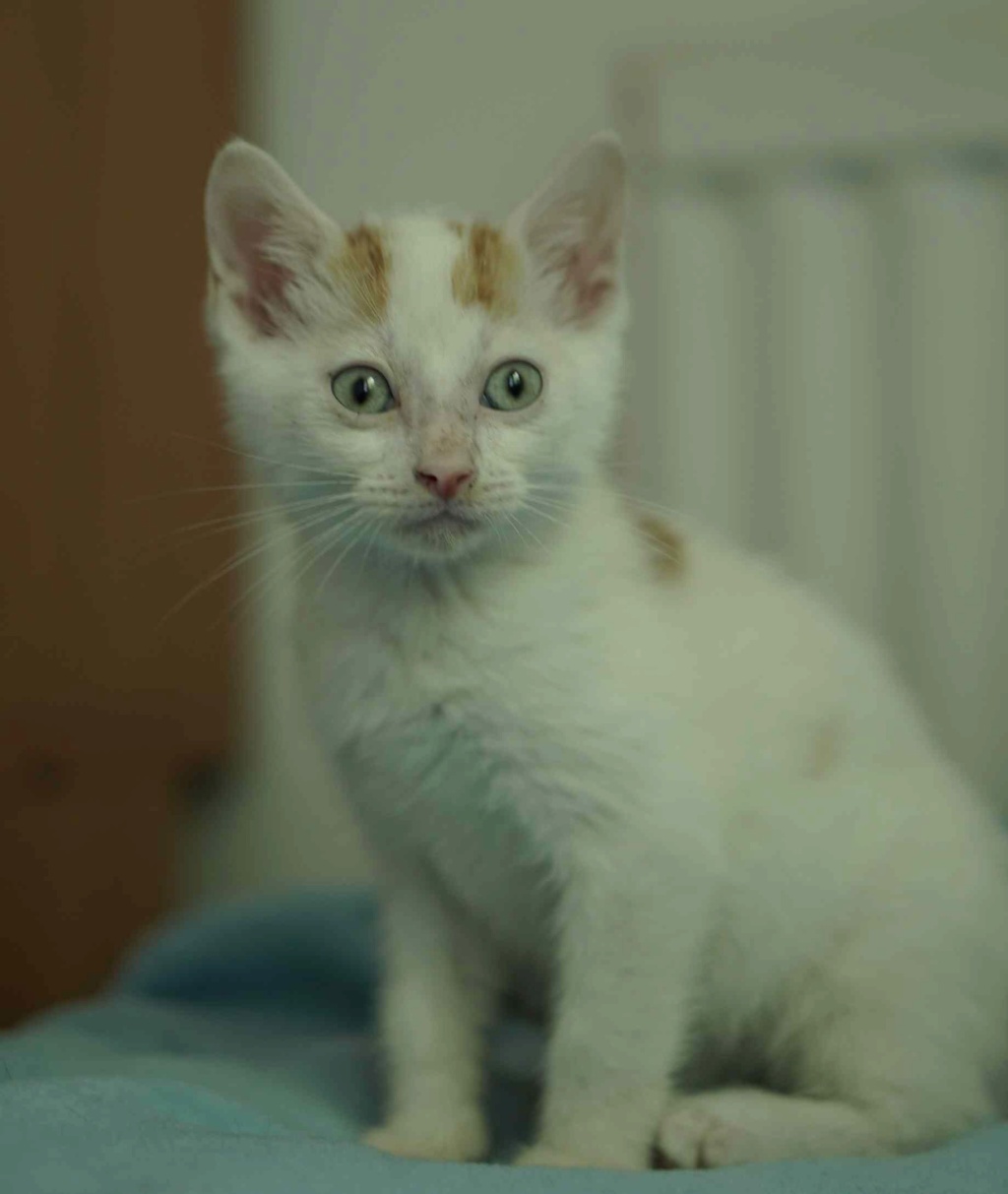 PEPITO, chaton européen, blanc et roux, yeux clairs, né le 01/05/19 Pepito11