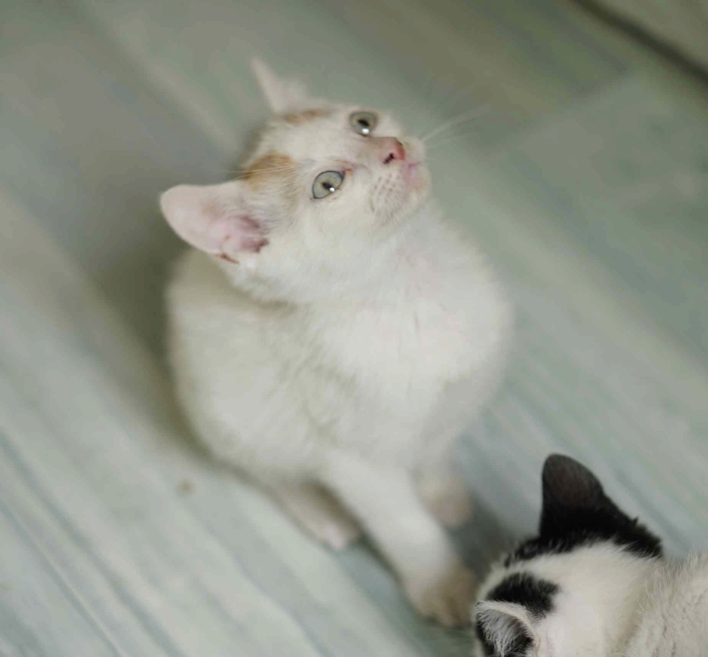 PEPITO, chaton européen, blanc et roux, yeux clairs, né le 01/05/19 Pepito12