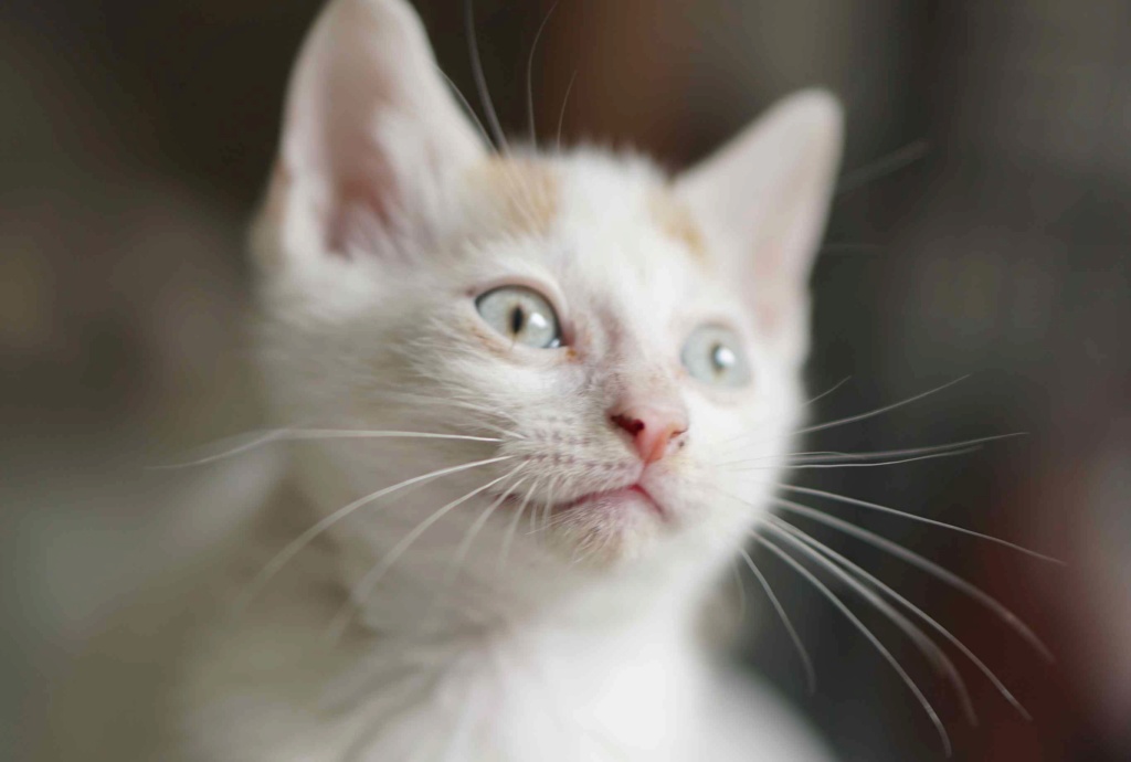 PEPITO, chaton européen, blanc et roux, yeux clairs, né le 01/05/19 Pepito13