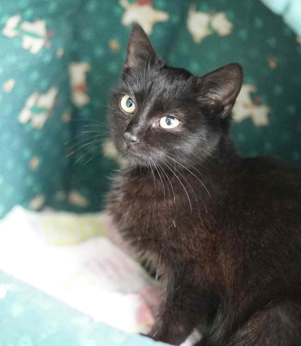 Phifie, chaton européen, robe noire, né le 01/06/19 Phifie15