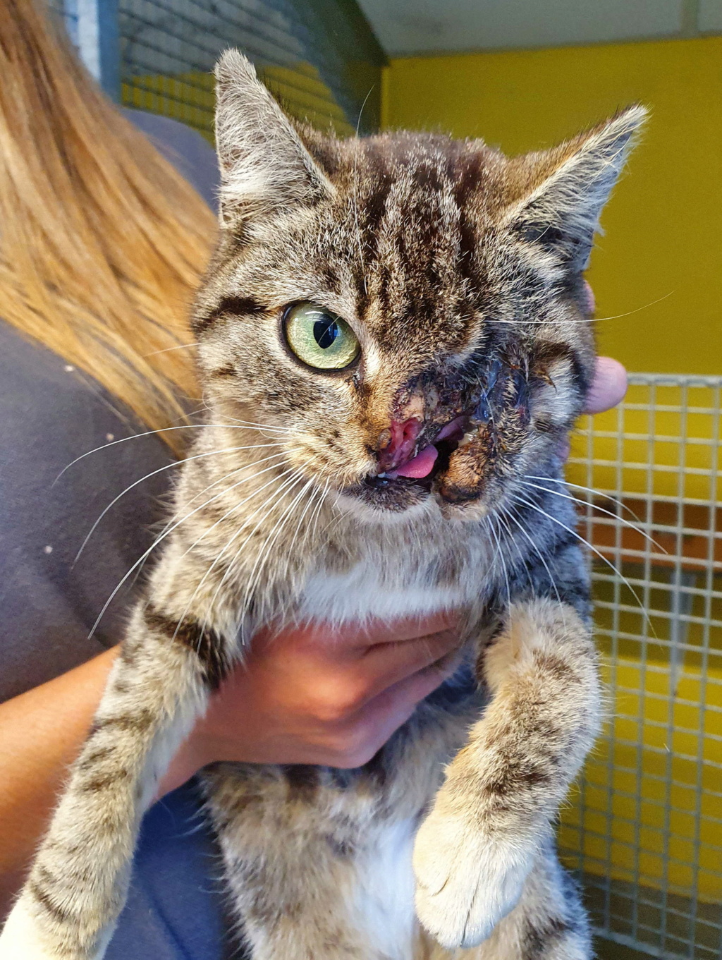 PILOUTE,femelle tabby brown,FIV+,née en mai 2019. Pilout14