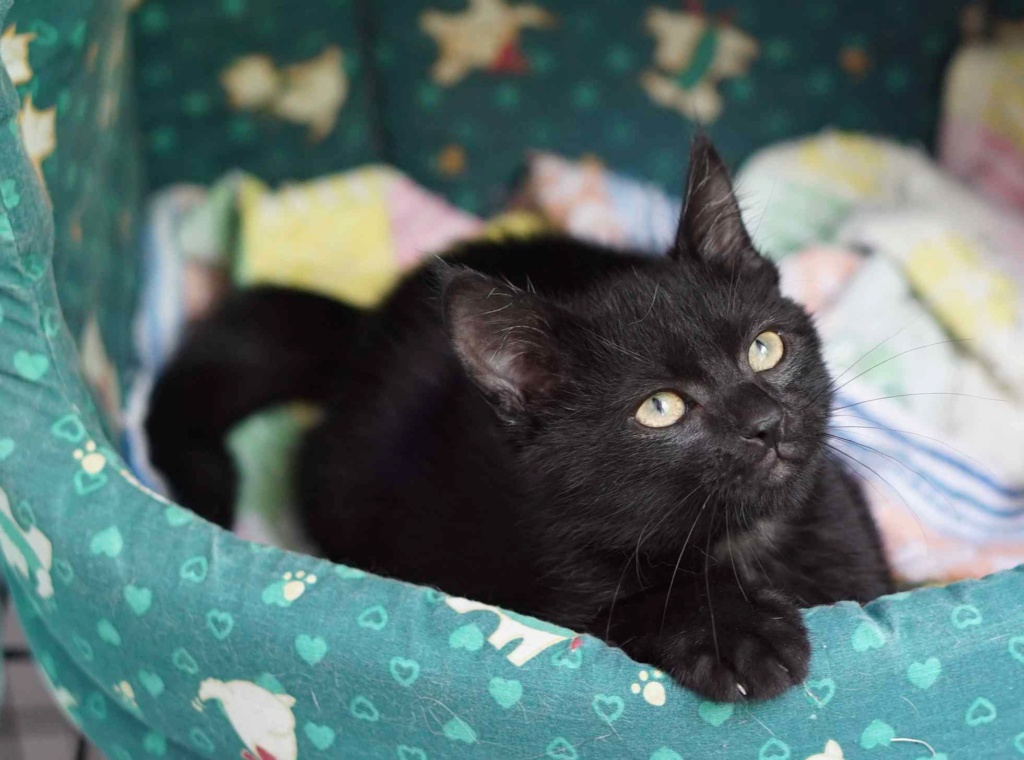 PIMOUSSE, chaton européen noir, né le 01/05/19  Pimous17