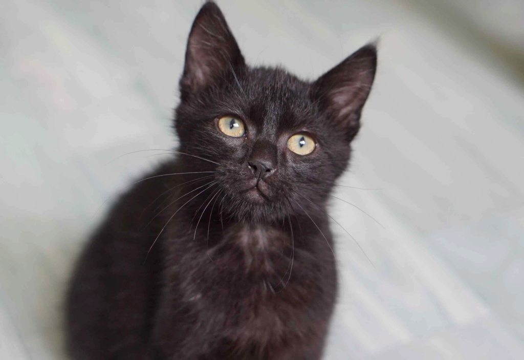 PIMOUSSE, chaton européen noir, né le 01/05/19  Pimous20