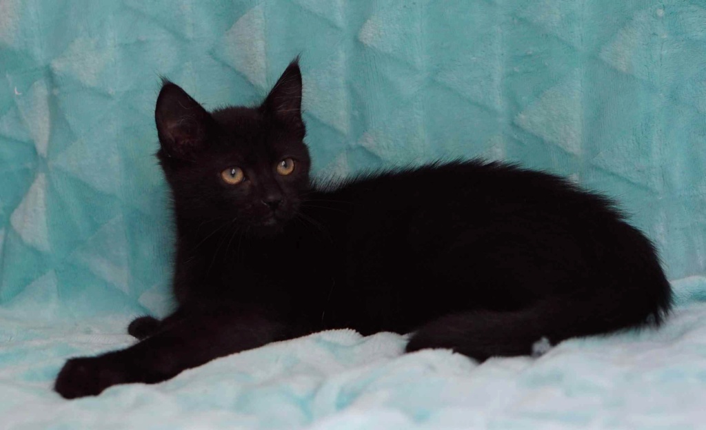 PIMOUSSE, chaton européen noir, né le 01/05/19  Pimous22