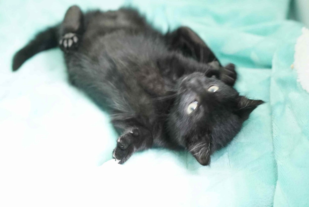 PIMOUSSE, chaton européen noir, né le 01/05/19  Pimous24