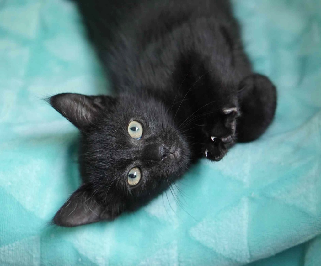 PIMOUSSE, chaton européen noir, né le 01/05/19  Pimous25