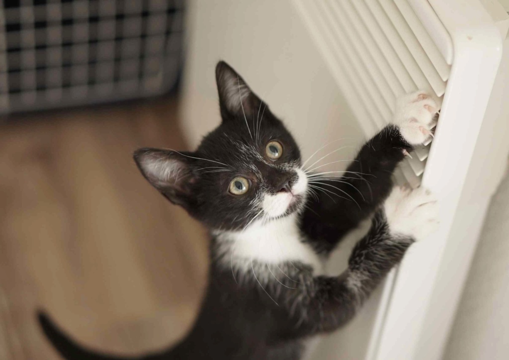 PRESLEY, chaton européen, noir et blanc, né le 15/05/19 Presle12