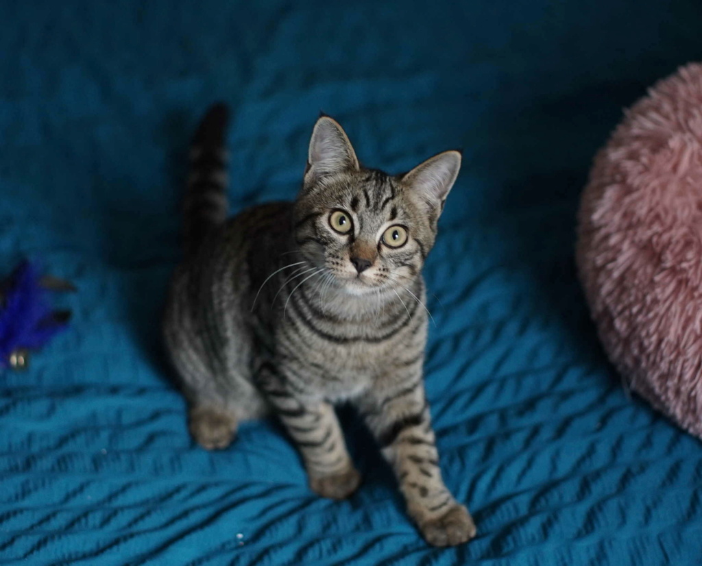 RAFI, chaton européen brown tabby, né le 26 mai 2020 Rafi_610