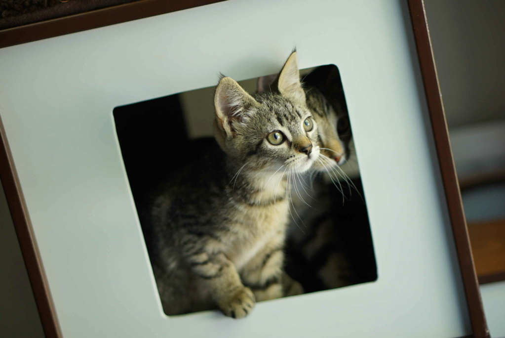 RICKETTS, CHATONNE BROWN TABBY, NEE LE 29/06/20 Ricket27
