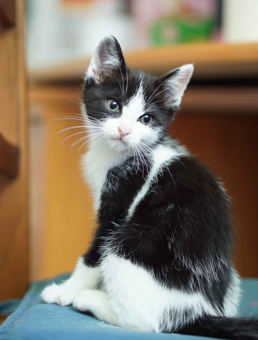 RONY, CHATON MALE NOIR ET BLANC DE TYPE EUROPEEN, NE LE 18/05/20 Rony_510