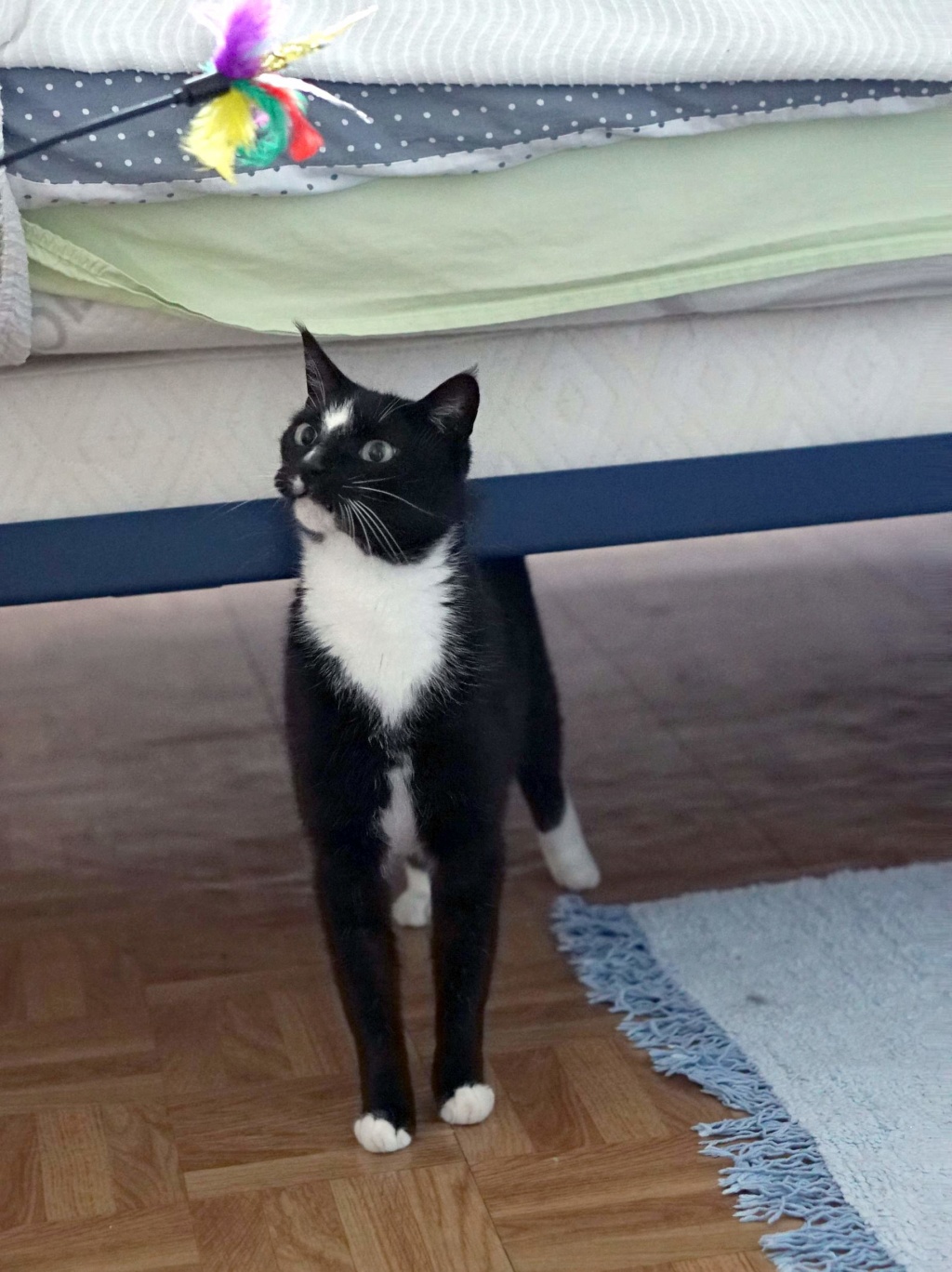 SCOUBI chat européen noir et blanc né en juin 2012  Scoubi11
