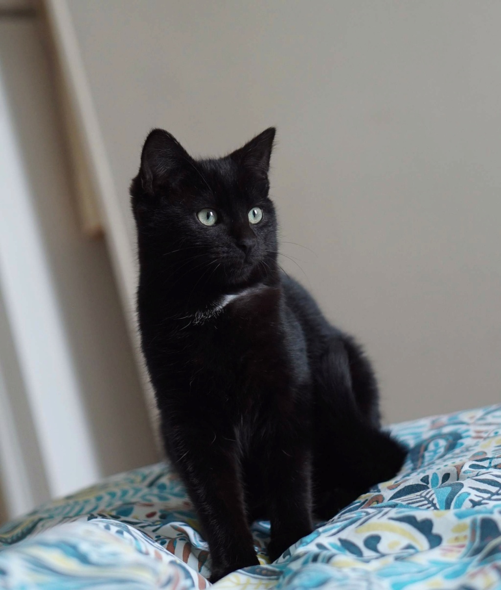 SPONTUS, chaton junior européen, robe noire, né le 01/10/21 Spontu14