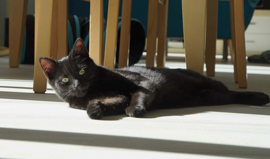 SPONTUS, chaton junior européen, robe noire, né le 01/10/21 Spontu20