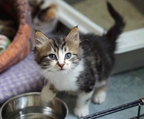 Olan Chaton Europeen Brown Tabby Et Blanc Poils Mi Longs Ne Le 15 04 18