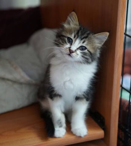 OLAN, chaton européen brown tabby et blanc, poils mi-longs, né le 15/04/18