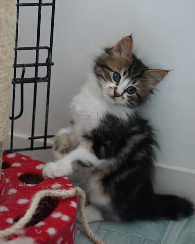 Olan Chaton Europeen Brown Tabby Et Blanc Poils Mi Longs Ne Le 15 04 18