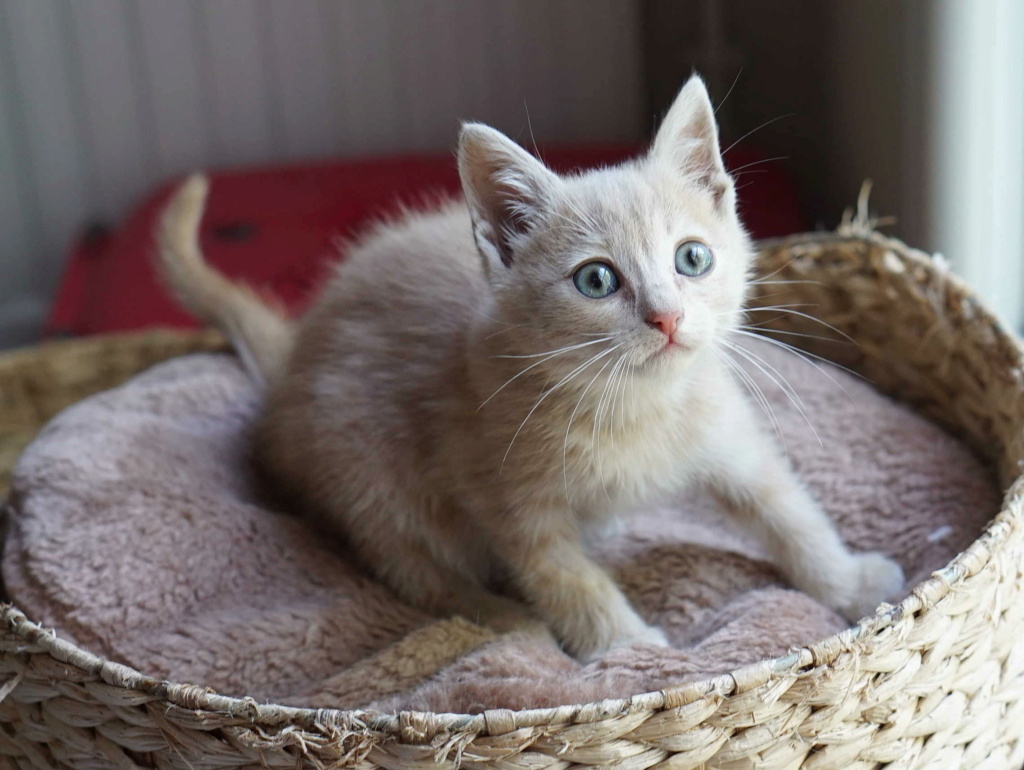 TREVOR, chaton tigré crème, né le 05/05/22 Trevor18