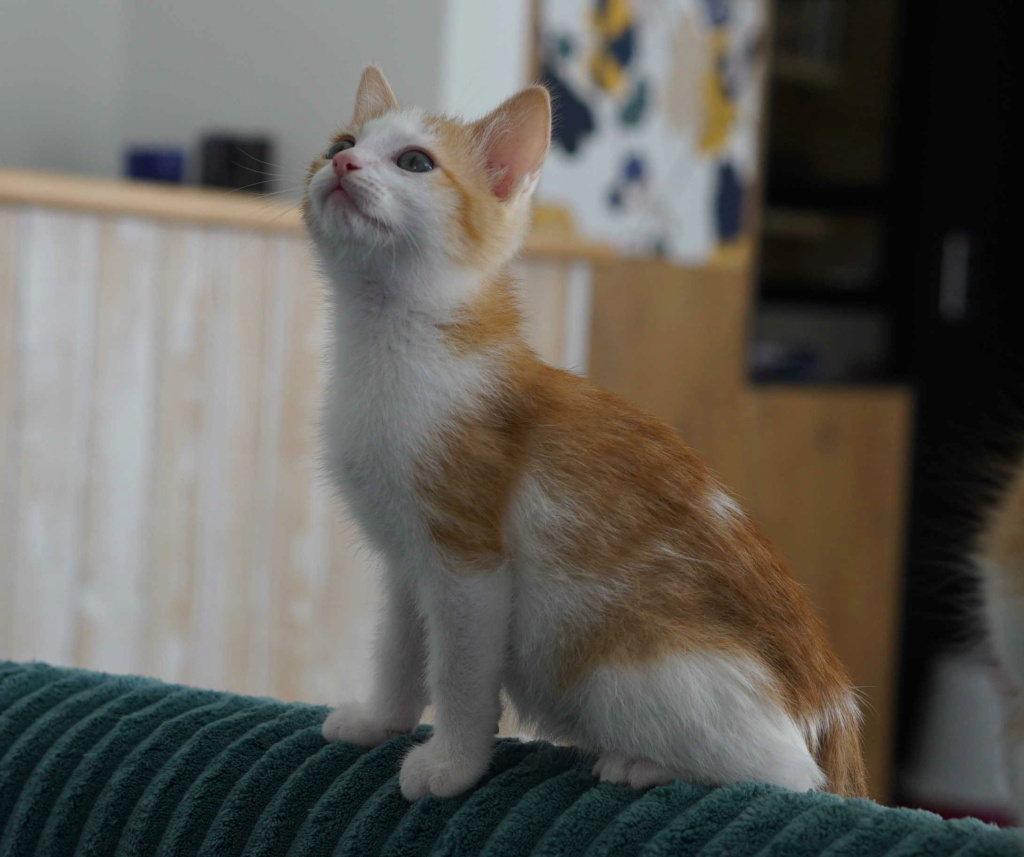 TYRON, chaton roux & blanc, né le 10/07/22 Tyron_17