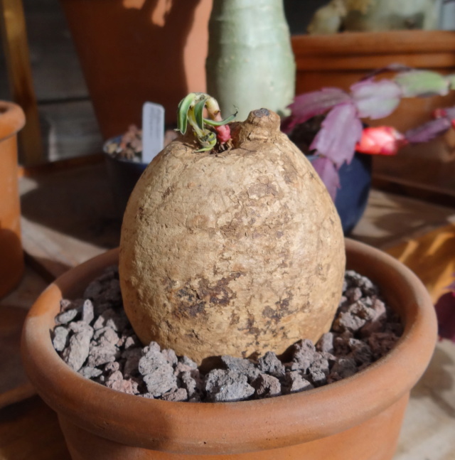 Euphorbia trichadenia Dsc02019