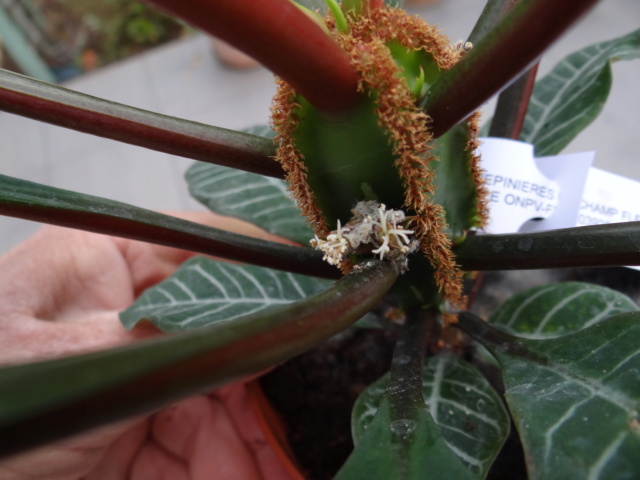 Euphorbia leuconeura Euphor12