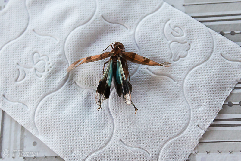 Papillon récupéré sur la calandre [Oedipoda caerulescens] 20180812