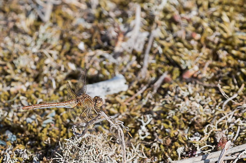 [Sympetrum fonscolombii & S. meridionale] Sympetrum de Fonscolombe? à Gâvres 20180910