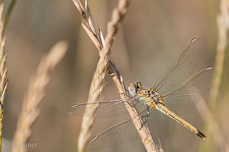 [Sympetrum fonscolombii & S. meridionale] Sympetrum de Fonscolombe? à Gâvres 20180911