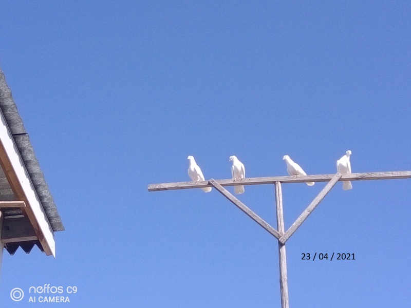 Бакинские голуби - Страница 4 Img_2041