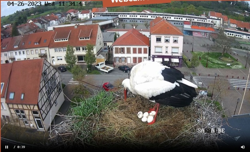 Lorraine ascendant cigogne - Page 25 _535