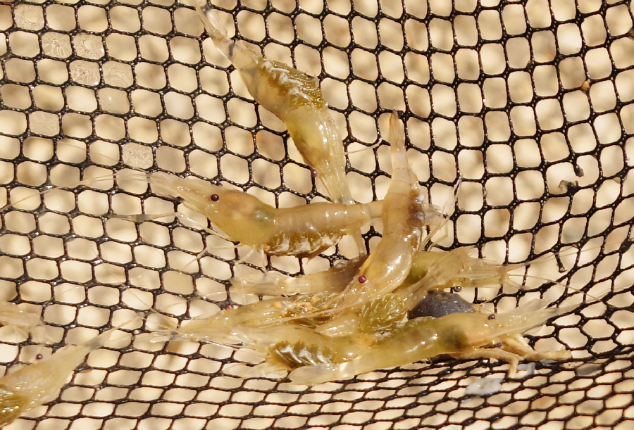 Tout sur la pêche de la crevette blanche à Rochefort (Palaemon longirostris)  128