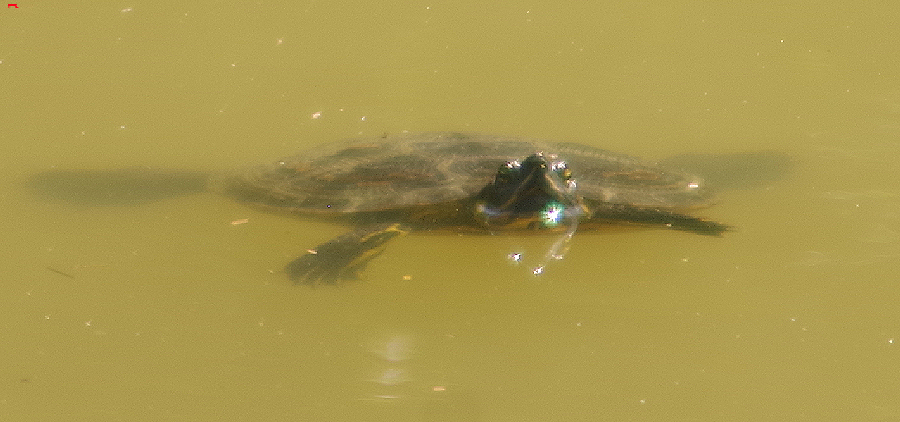 Une tortue dans le canal 415