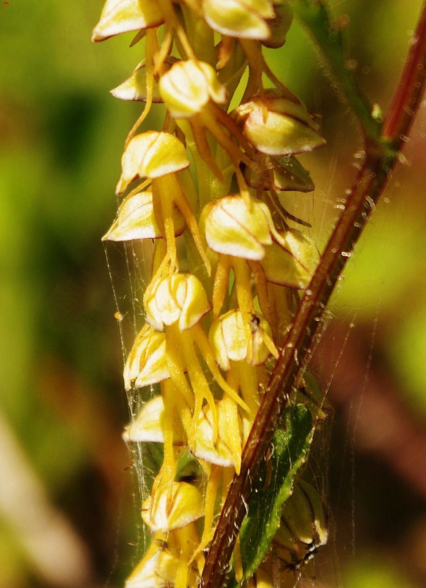 Orchis anthropophora l'homme pendu  Imgp5931