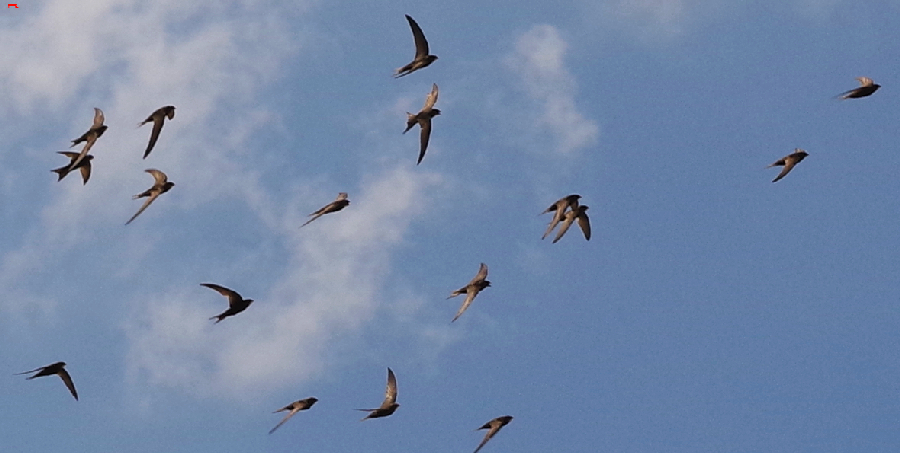 Les oiseaux Rochefortais Imgp6118