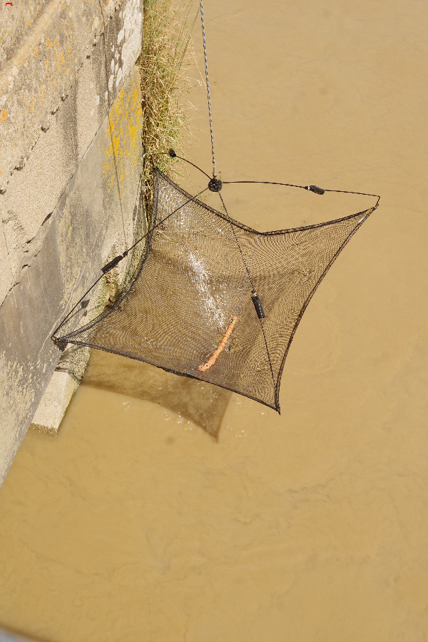 Tout sur la pêche de la crevette blanche à Rochefort (Palaemon longirostris)  Imgp8514