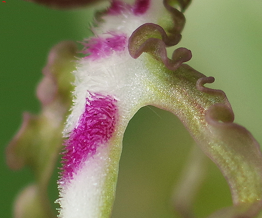 Himantoglossum hircinum ou orchis bouc Imgp8713